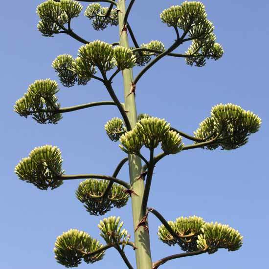 Centuary Agave - Imagen 2