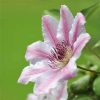 Clematis Nelly Moser - Imagen 2