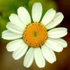 Feverfew - Imagen 3