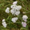 Yarrow Mixed (Milenrama Mixta) - Imagen 2